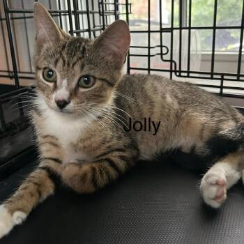Jolly -  Domestic Short Hair Cat for Adoption in New York, New York - Jolly | PetCurious