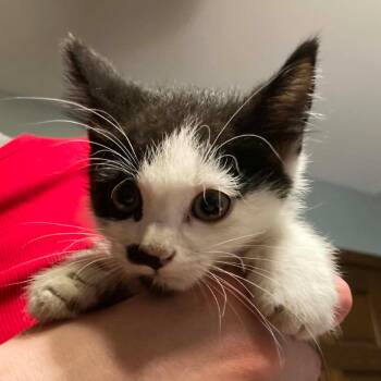 Swedish Chef -  Domestic Medium Hair Cat for Adoption in Dekalb, Illinois - Swedish Chef | PetCurious