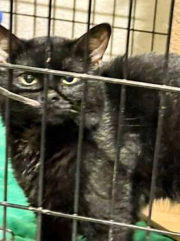 Rescue Domestic Short Hair Cats for Adoption in Lake Ozark, Missouri - PHANTOM | PetCurious