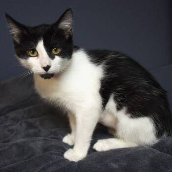 Domestic Short Hair Cats Available for Adoption in Lakeland, Florida - Dot | PetCurious