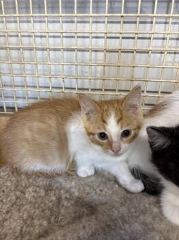 Frito -  Domestic Short Hair Cat for Adoption in White Bluff, Tennessee - Frito | PetCurious