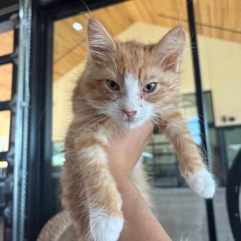 Crab -  Domestic Medium Hair Cat for Adoption in Leander, Texas - Crab | PetCurious