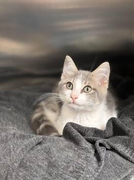 Grayson -  Domestic Short Hair Cat for Adoption in Collierville, Tennessee - Grayson | PetCurious