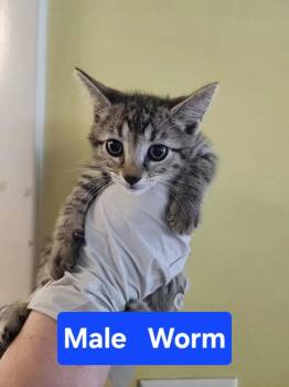 Worm -  Domestic Short Hair Cat for Adoption in Evansville, Indiana - Worm | PetCurious