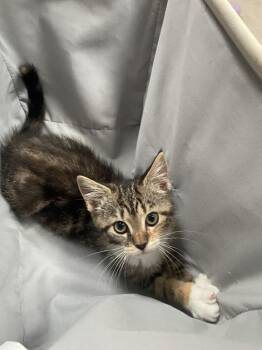 Superfudge -  Tabby Cat for Adoption in Cary, North Carolina - Superfudge | PetCurious