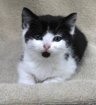 Rescue Domestic Short Hair Cats for Adoption in Thief River Falls, Minnesota - Violet | PetCurious