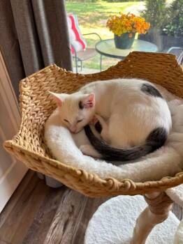 Domino bonded w/Daisy Mae -  Domestic Short Hair Cat for Adoption in Ballwin, Missouri - Domino Bonded W/Daisy Mae | PetCurious