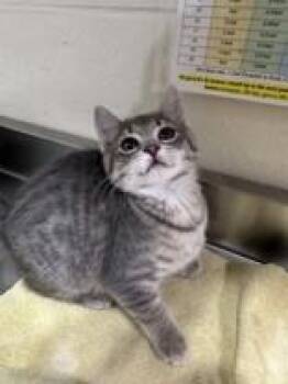 Cady -  Domestic Short Hair Cat for Adoption in Manitowoc, Wisconsin - Cady | PetCurious