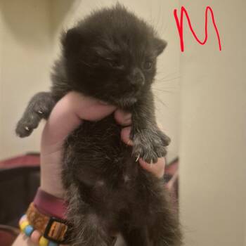 Fettuccini - Located in Aberdeen, MD -  Domestic Short Hair Cat for Adoption - Fettuccini - Located In Aberdeen, MD | PetCurious