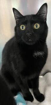 Walton -  Domestic Short Hair Cat for Adoption in Westland, Michigan - Walton | PetCurious