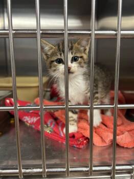 Montgomery -  Domestic Short Hair Cat for Adoption in Gautier, Mississippi - Montgomery | PetCurious