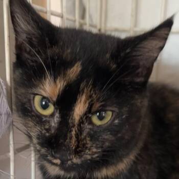 Domestic Short Hair Cats Available for Adoption - Willow | PetCurious