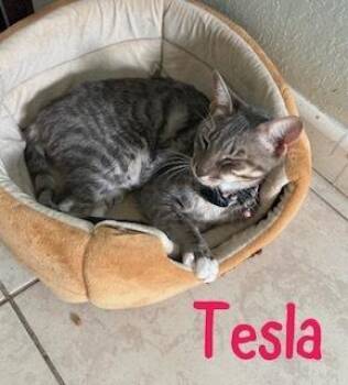 Tesla -  Domestic Short Hair and Tabby Cat for Adoption in Ruskin, Florida - Tesla | PetCurious