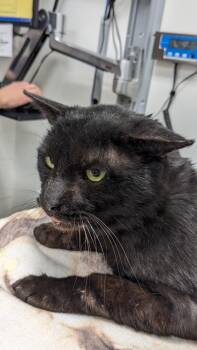 Rescue Domestic Short Hair Cats for Adoption in Cleveland, Ohio - Albert | PetCurious