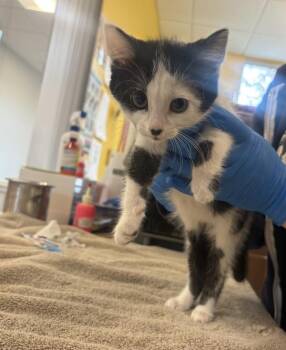 Loor -  Domestic Short Hair Cat for Adoption in Santa Rosa, California - Loor | PetCurious