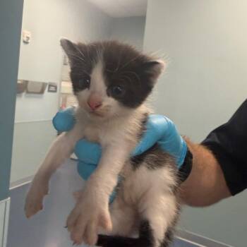 Popsicle (Smokey) -  Domestic Short Hair Cat for Adoption in Greensboro, North Carolina - Popsicle (Smokey) | PetCurious