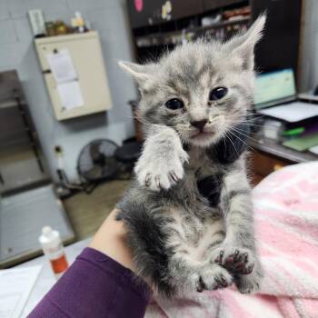 Niro -  Domestic Short Hair Cat Available for Adoption in Summerville, South Carolina - Niro | PetCurious