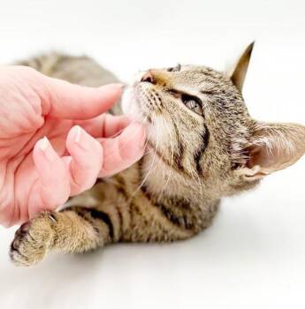 Yapzie - Yippee for THE ULTIMATE KITTEN LOVE -  Tabby and Abyssinian Cat for Adoption in Bedford Hills, New York - Yapzie - Yippee For THE ULTIMATE KITTEN LOVE | PetCurious