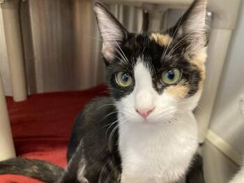 VERONICA -  Domestic Short Hair Cat for Adoption in Tustin, California - VERONICA | PetCurious