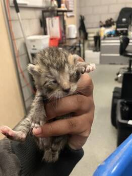 Domestic Short Hair Cats Available for Adoption - AANG | PetCurious