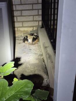 VANESSA -  Domestic Short Hair Cat for Adoption in San Antonio, Texas - VANESSA | PetCurious