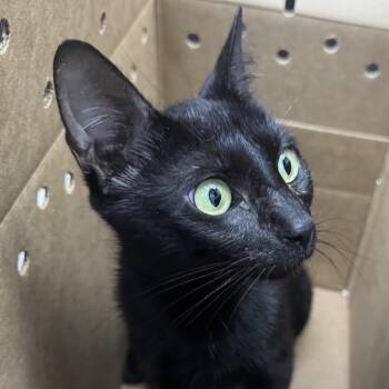 Bailey -  Domestic Short Hair Cat for Adoption in Newark, New Jersey - Bailey | PetCurious