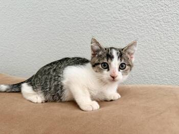 Domestic Short Hair Cats Available for Adoption in Oakdale, California - Drift | PetCurious