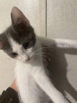 Domestic Short Hair Cats Available for Adoption - Hook | PetCurious