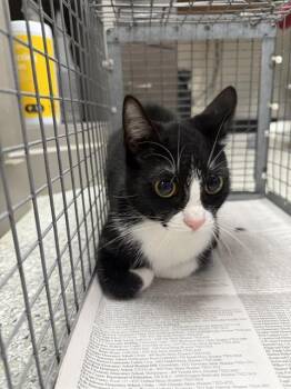 A187319 -  Domestic Short Hair Cat for Adoption in Pasadena, Texas - A187319 | PetCurious