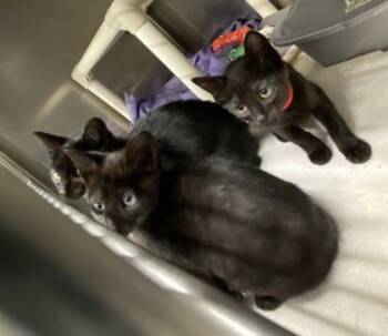 Rescue Domestic Short Hair Cats for Adoption in Hobart, Indiana - Passion | PetCurious