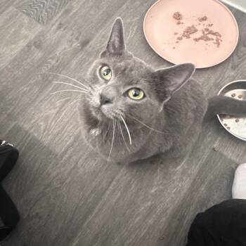 Domestic Short Hair Cats Available for Adoption in Las Vegas, Nevada - Mystique | PetCurious