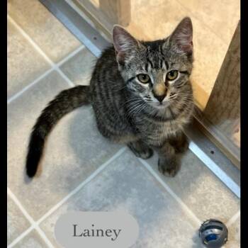 Lainey -  Domestic Short Hair Cat for Adoption in Chalfont, Pennsylvania - Lainey | PetCurious