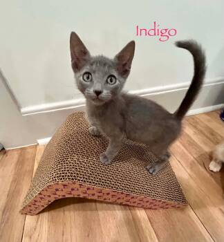 Indugo -  Russian Blue Cat for Adoption in Shrewsbury, Massachusetts - Indugo | PetCurious