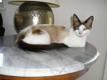 CRYSTAL -  Siamese Cat for Adoption in Sacramento, California - CRYSTAL | PetCurious