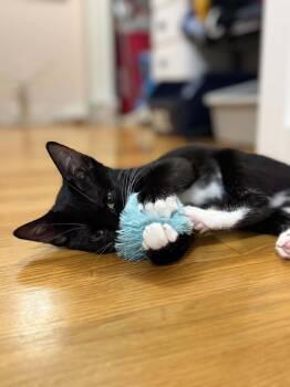 Cayenne AND Sesame -  Domestic Short Hair Cat for Adoption in Rochester, New Hampshire - Cayenne AND Sesame | PetCurious