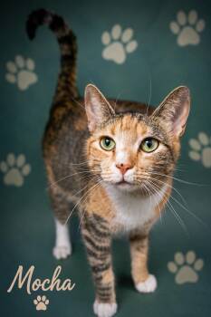 Mocha (FCID# 12/01/2025 - 6 Trainer) -  Tabby and Calico Cat for Adoption in Greenville, Delaware - Mocha (FCID# 12/01/2025 - 6 Trainer) | PetCurious