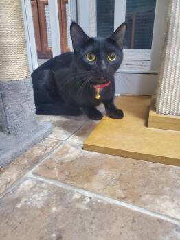 Domestic Short Hair Cats Available for Adoption in Altoona, Pennsylvania - Ember | PetCurious