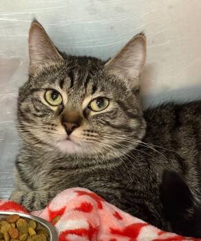 Domestic Short Hair Cats Available for Adoption in Huntington, Indiana - Asteroid | PetCurious