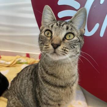 Domestic Short Hair Cats Available for Adoption - Souzie Sassie | PetCurious