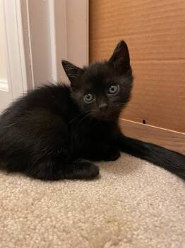 Rescue Domestic Short Hair Cats for Adoption in Pomona, New York - Forest | PetCurious