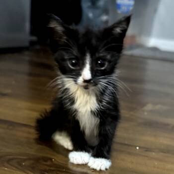 Rescue Domestic Short Hair and Domestic Medium Hair Cats for Adoption in Long Beach, California - Boots | PetCurious