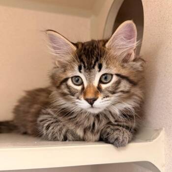 Eclair -  Domestic Short Hair Cat for Adoption in Pagosa Springs, Colorado - Eclair | PetCurious