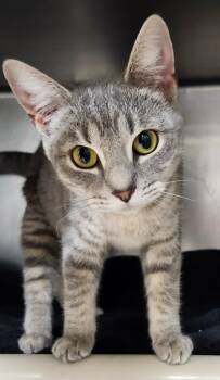 Rescue Domestic Short Hair Cats for Adoption in Cincinnati, Ohio - Champagne | PetCurious