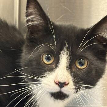 Sylvester -  Domestic Short Hair Cat for Adoption in Philadelphia, Pennsylvania - Sylvester | PetCurious