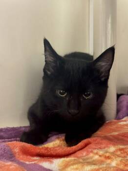 Jinx -  Domestic Short Hair Cat for Adoption in Alexandria, Virginia - Jinx | PetCurious