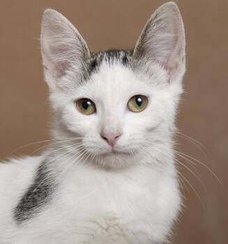 Emma -  Domestic Short Hair Cat for Adoption in Chicago, Illinois - Emma | PetCurious