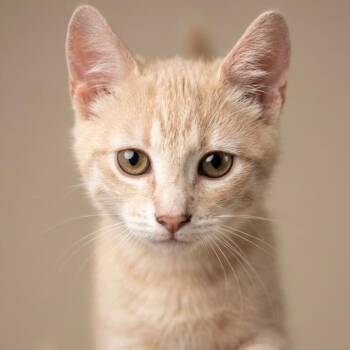 Domestic Short Hair Cats Available for Adoption in Houston, Texas - Oregano | PetCurious