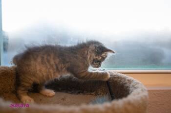Satara -  Tabby and Domestic Long Hair Cat for Adoption in Magnolia Springs, Alabama - Satara | PetCurious