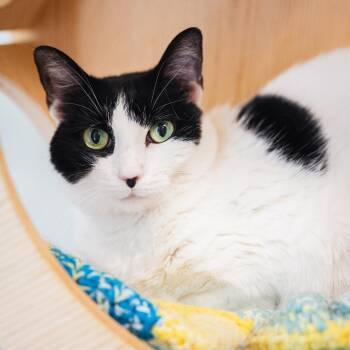 Serena -  Domestic Short Hair Cat for Adoption in Evanston, Illinois - Serena | PetCurious