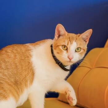 Cheeto -  Domestic Short Hair Cat for Adoption in Springfield, Missouri - Cheeto | PetCurious